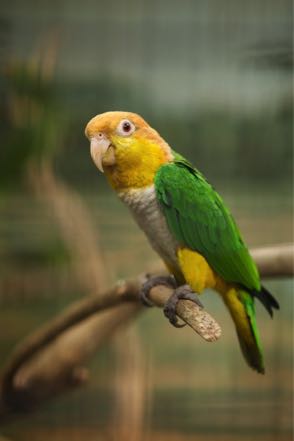 Bird Park 3