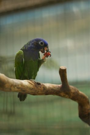 Bird Park 8