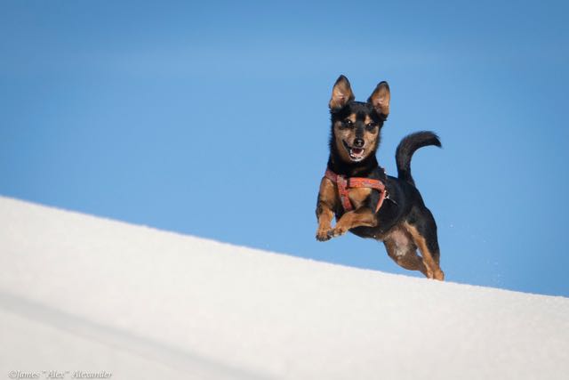 Toby at White Sands